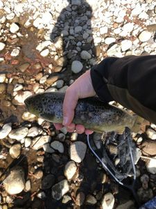Brown Trout