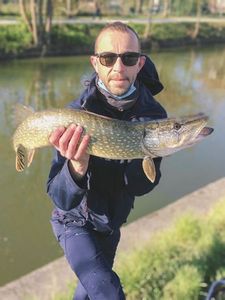 Northern Pike