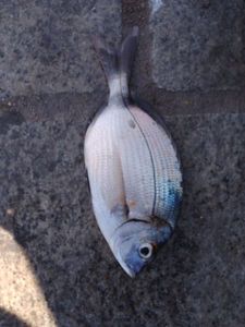 White Seabream