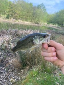 Smallmouth Bass