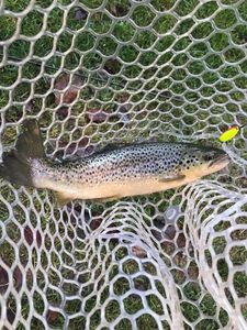 Brown Trout