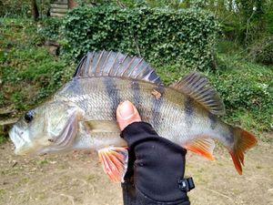 European Perch caught by Fabrice Duchemin