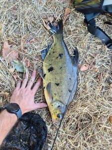 Common Bream
