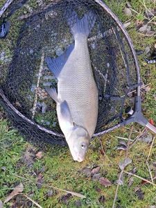 Common Bream