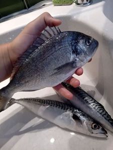 Gilthead Seabream