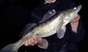 Zander