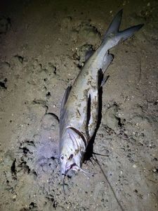 Mâchoiron