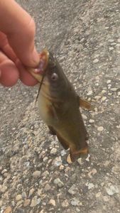 Black Bullhead