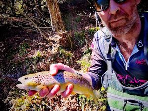 Brown Trout