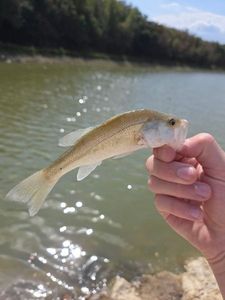 Largemouth Bass