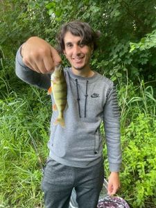 Yellow Perch