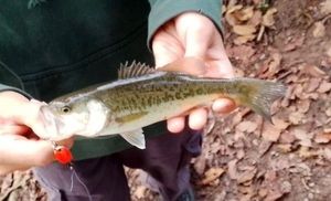 Largemouth Bass