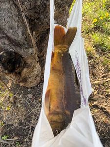 Common Carp