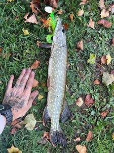 Northern Pike