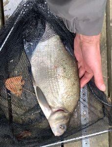 Common Bream