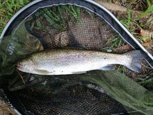 Rainbow Trout