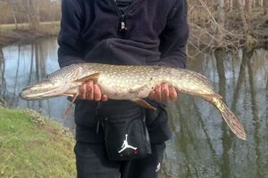 Northern Pike