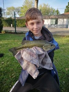 Largemouth Bass