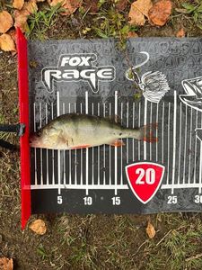 European Perch