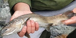 Brown Trout