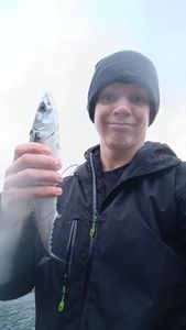 Mackerel