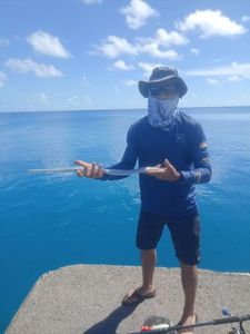 Trumpetfish
