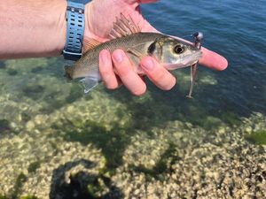 European Bass (Seabass)