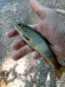 Brown Trout
