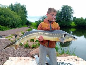 Sturgeon