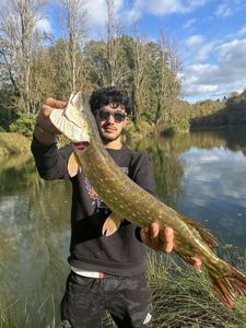 Northern Pike