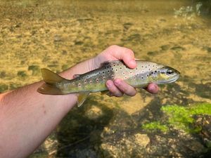 Brown Trout