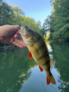European Perch