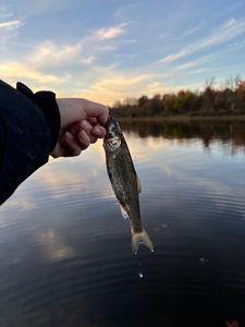 Fallfish