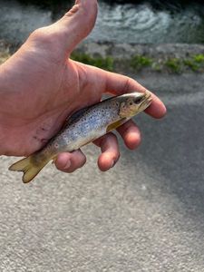 Brown Trout