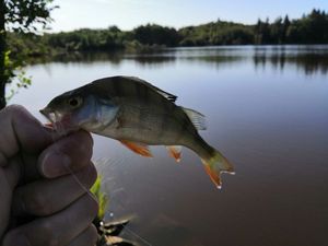 European Perch