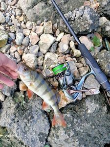 European Perch