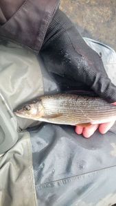Grayling