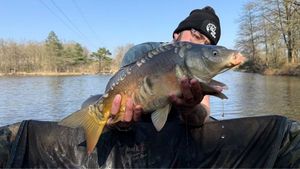 Mirror Carp