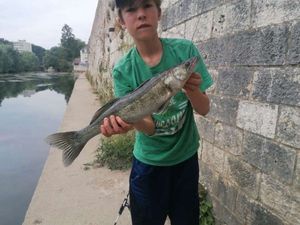 Zander