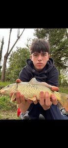 Common Carp