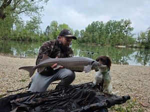 Siberian Sturgeon
