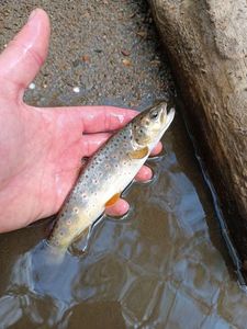 Brown Trout