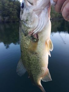 Largemouth Bass