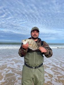 White Seabream