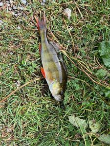 European Perch