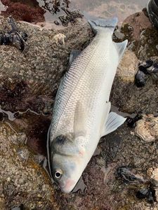 European Bass (Seabass)