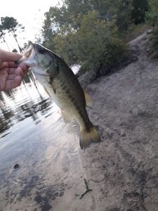 Largemouth Bass