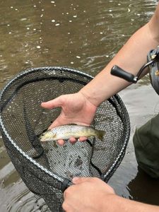Brown Trout