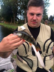 European Perch