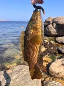 Ballan Wrasse